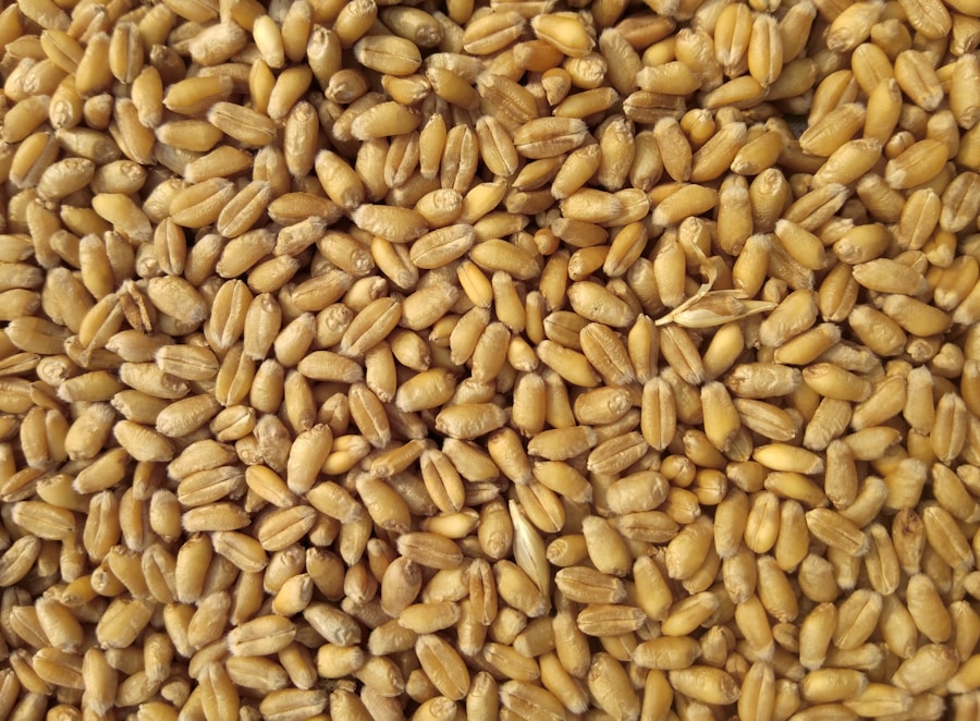 Porang Rice Standard 5Kg